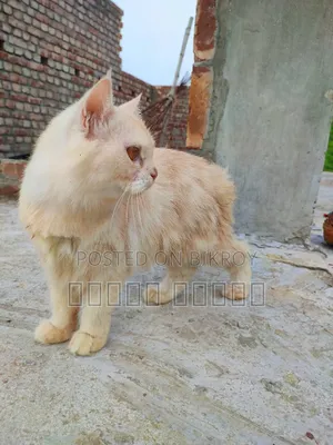 ১+ বছরের মেল পিওরব্রেড পার্সিয়ান
