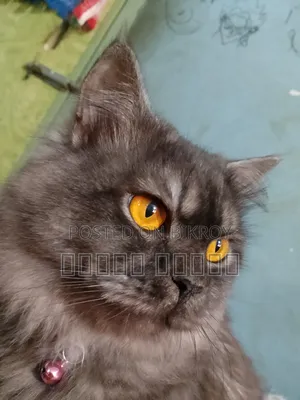 ১+ বছরের মেল পিওরব্রেড পার্সিয়ান