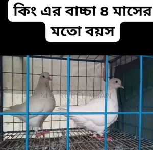 King Pigeon