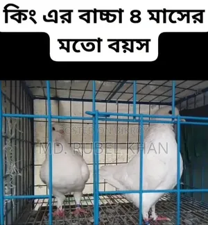 King Pigeon