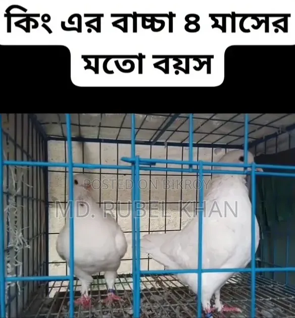 King Pigeon