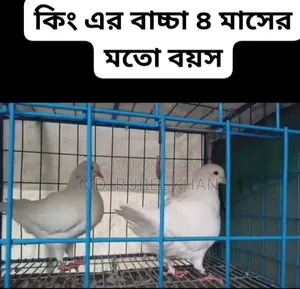King Pigeon