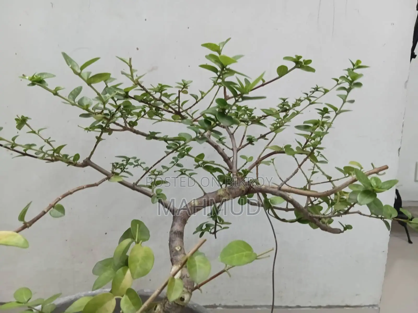 Premna and Tamarind Bonsai Materials, Fern — Mirpur