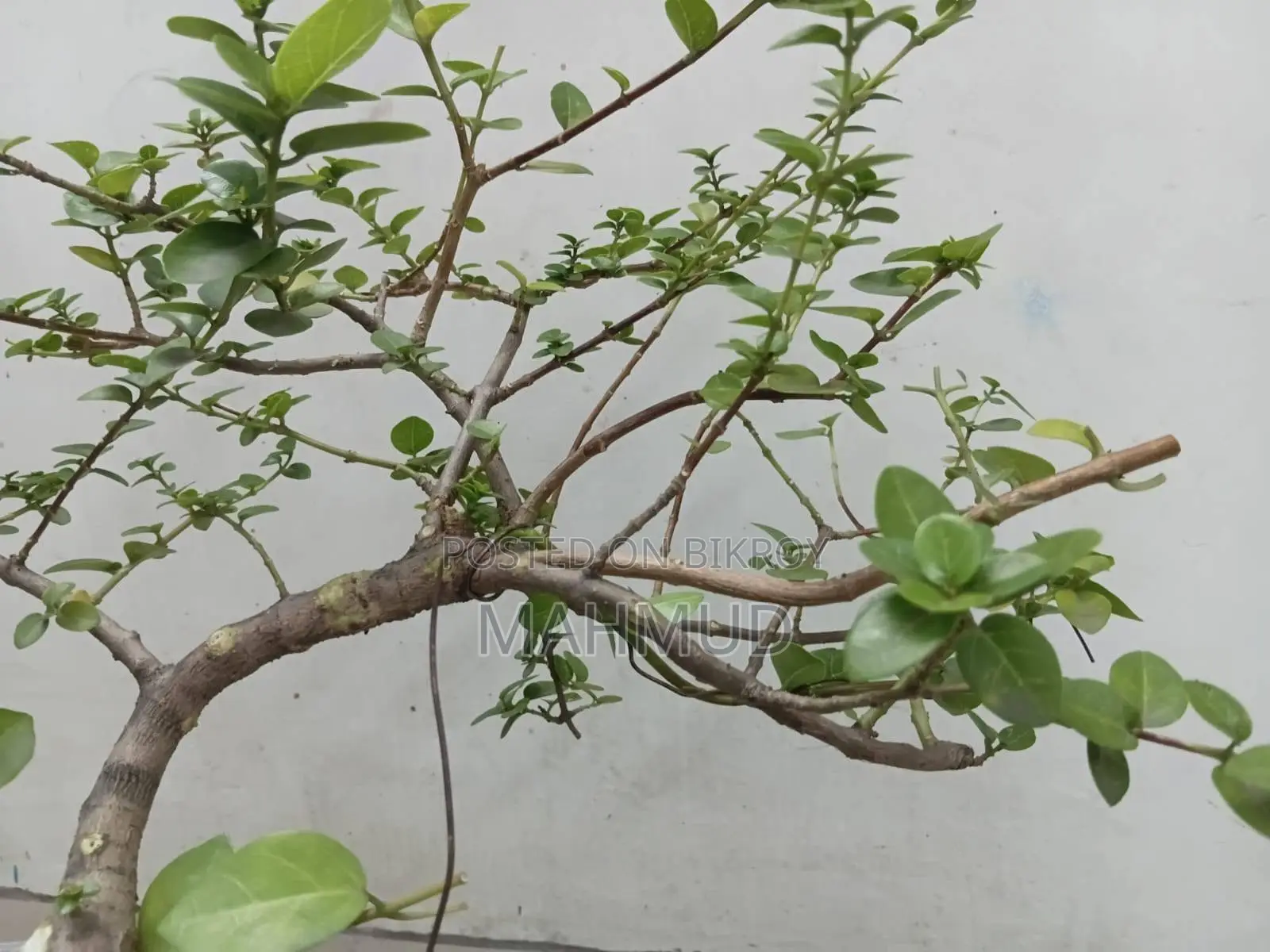 Premna and Tamarind Bonsai Materials, Fern — Mirpur