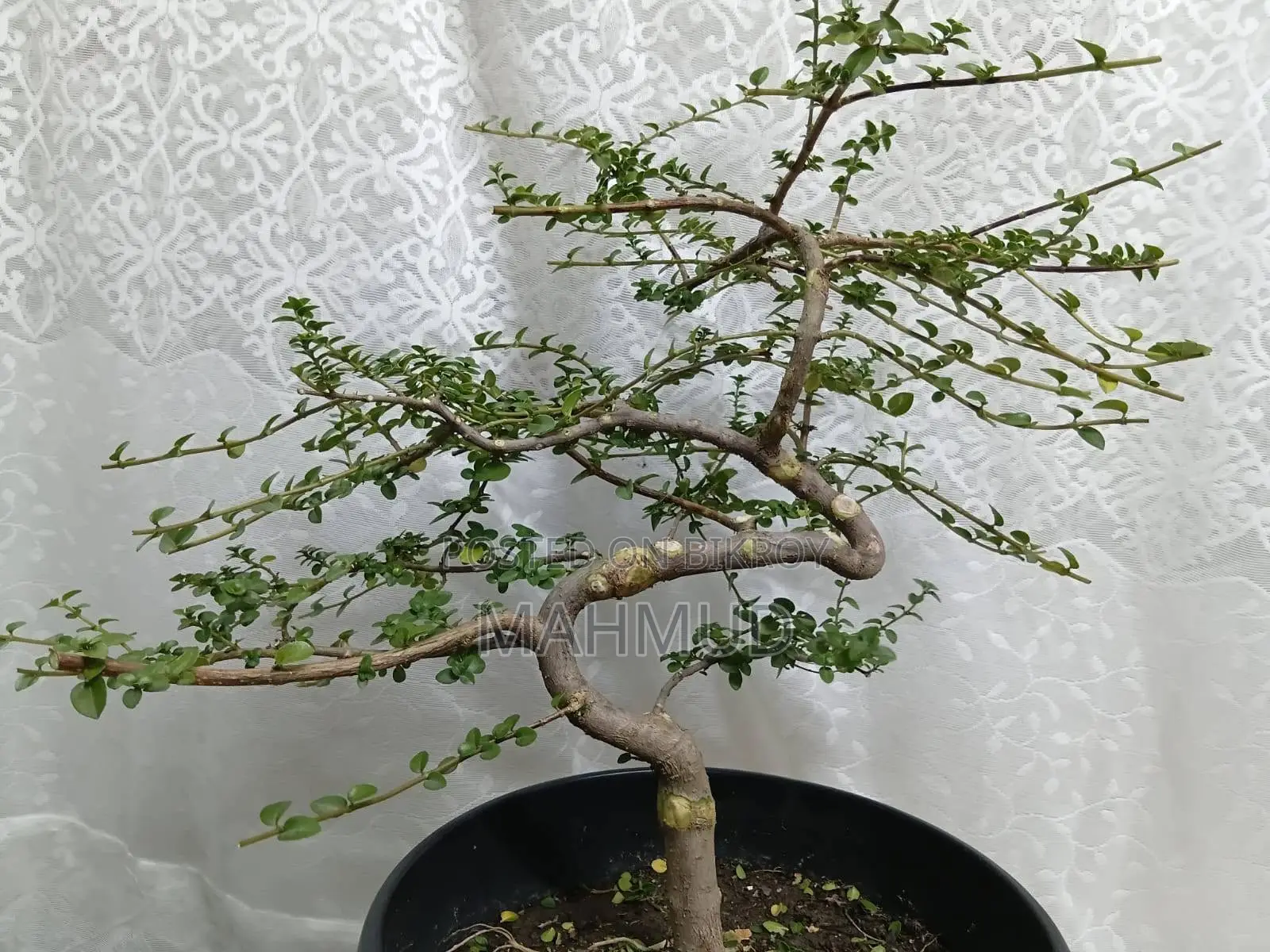 Premna and Tamarind Bonsai Materials, Fern — Mirpur