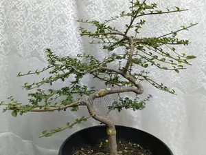 Premna and Tamarind Bonsai Materials, Fern — Mirpur