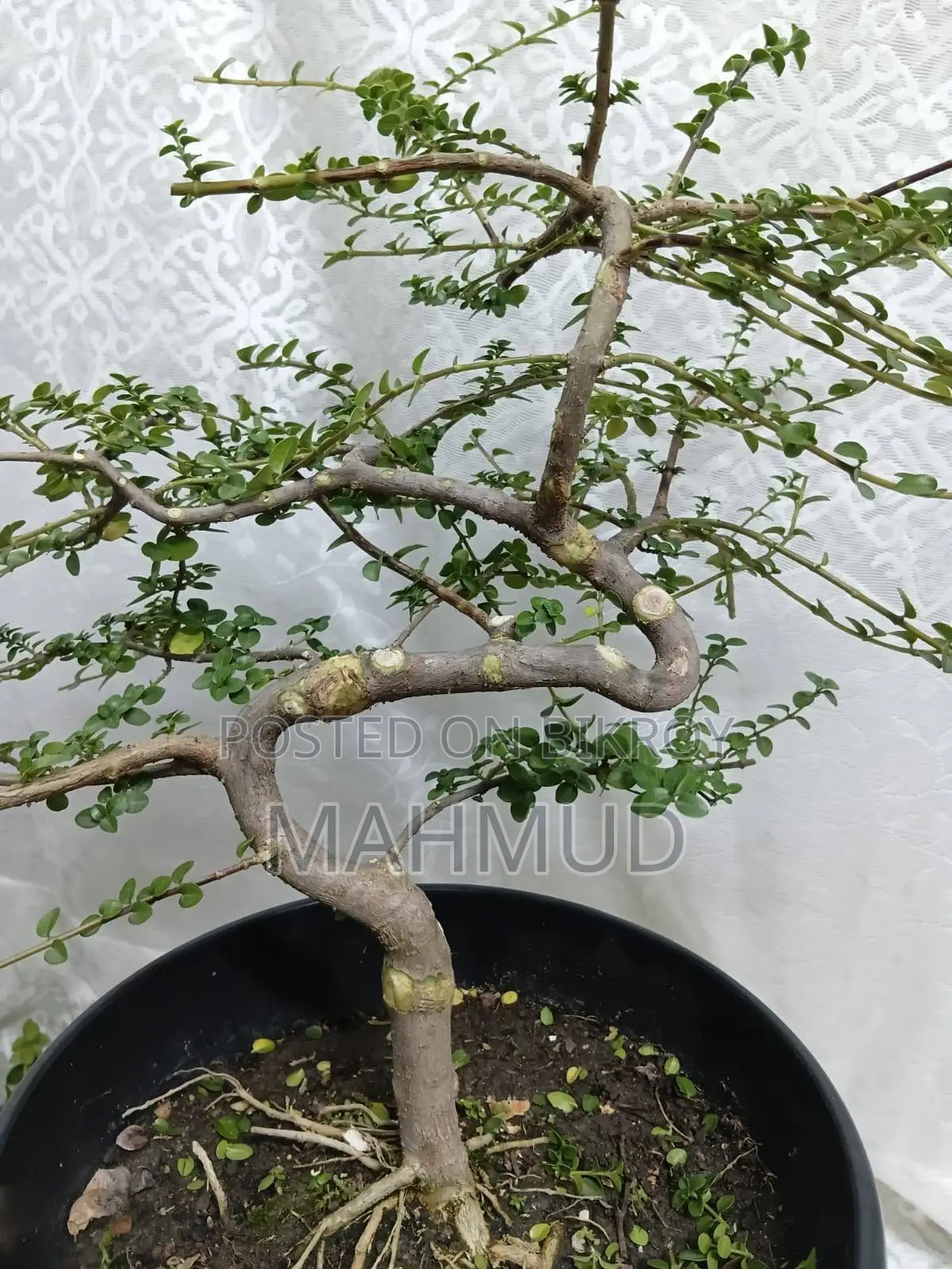 Premna and Tamarind Bonsai Materials, Fern — Mirpur