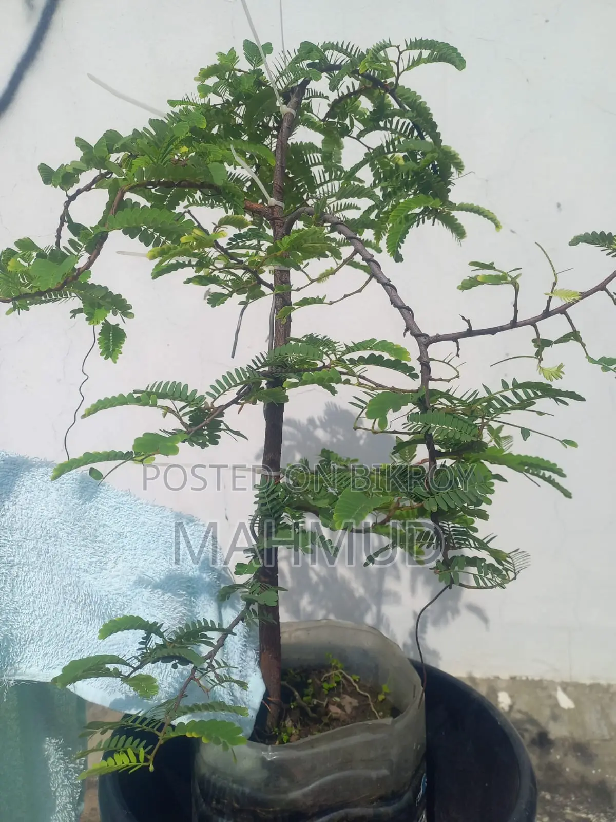 Premna and Tamarind Bonsai Materials, Fern — Mirpur