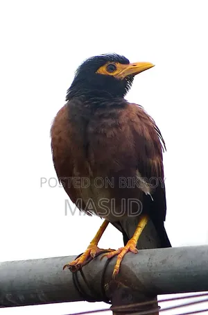 200X Zoom Canon Powershot SX 50HS