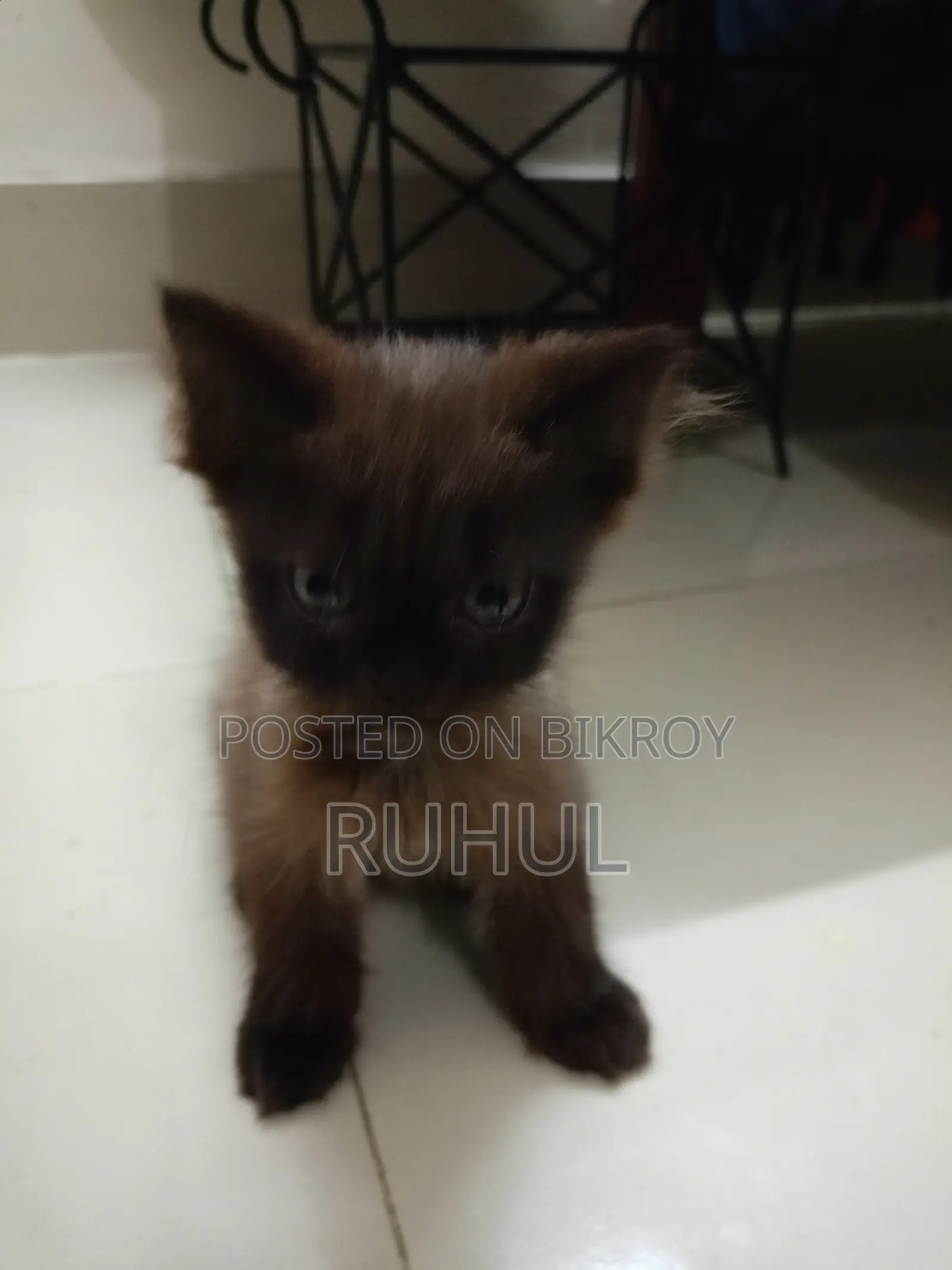 1-3 months Female Purebred Persian
