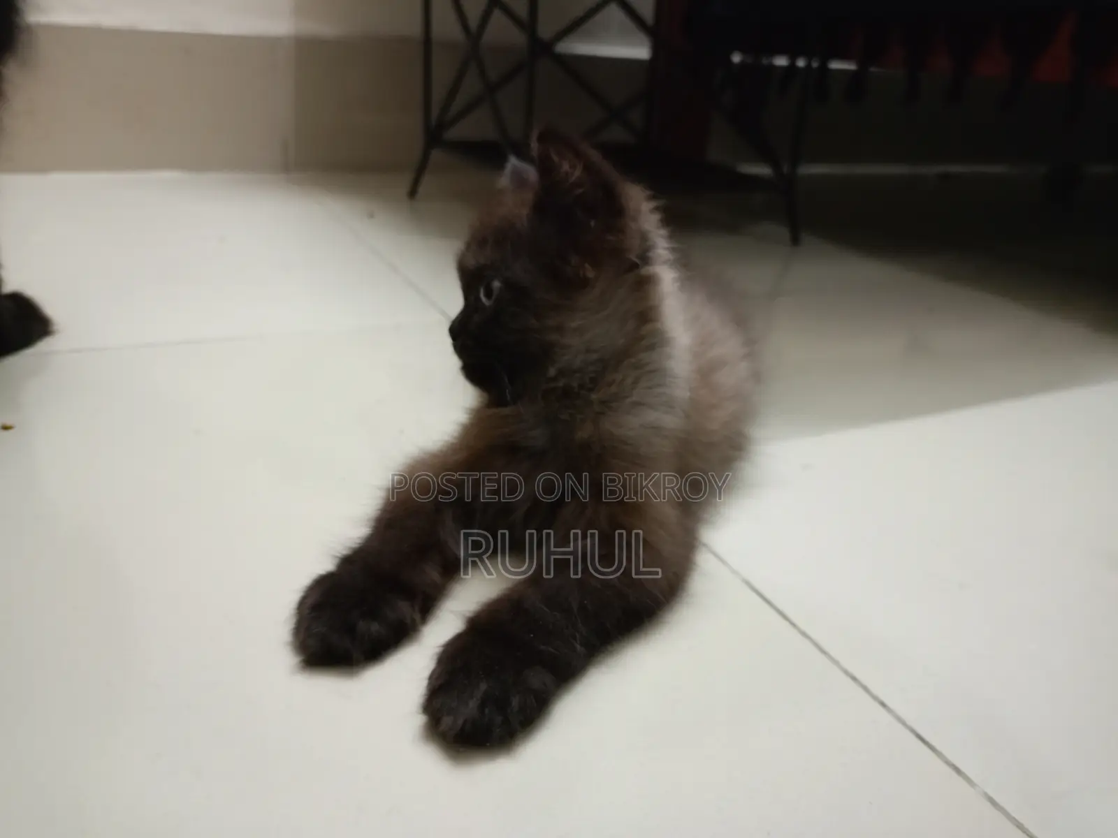 1-3 months Female Purebred Persian
