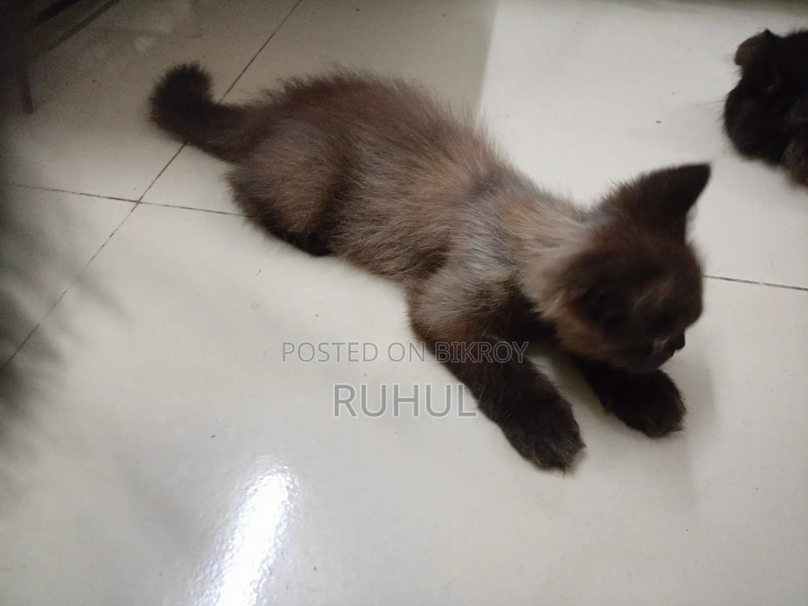 1-3 months Female Purebred Persian