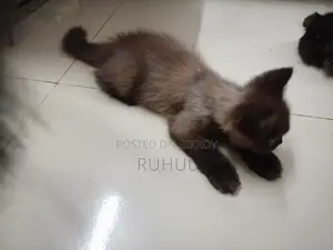 1-3 months Female Purebred Persian