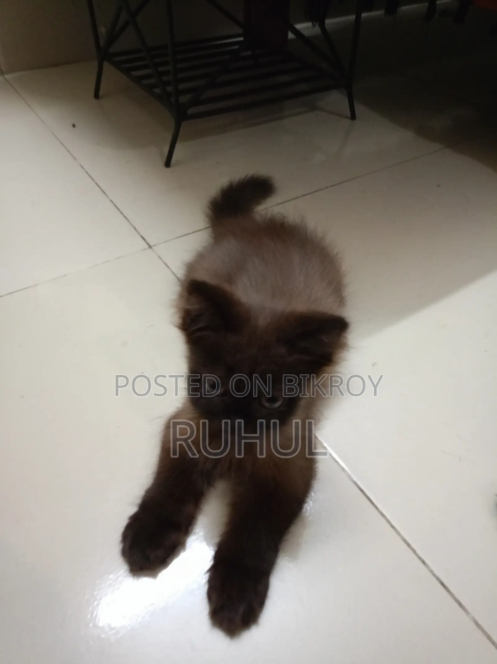 1-3 months Female Purebred Persian
