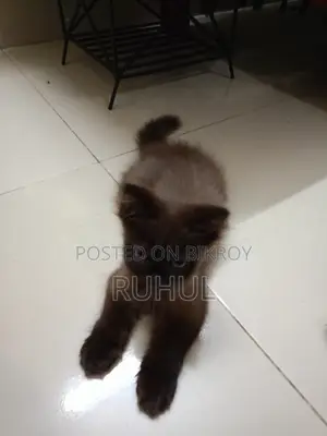1-3 months Female Purebred Persian