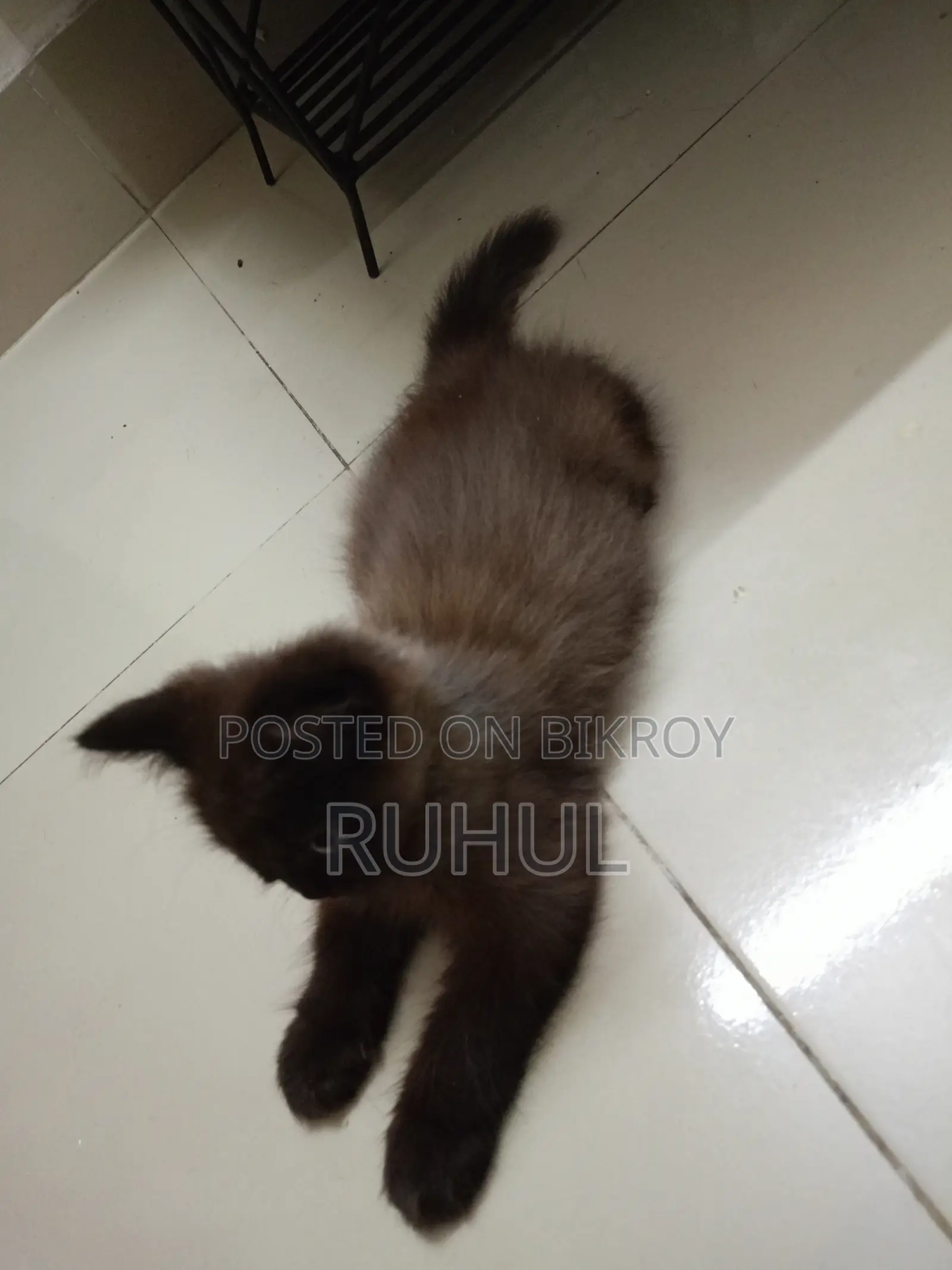 1-3 months Female Purebred Persian