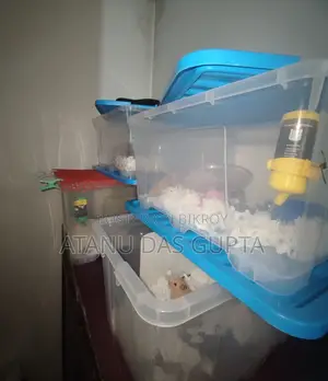চট্টগ্রামে Syrian Hamster বিক্রি হবে – Healthy Active