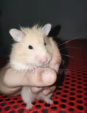 চট্টগ্রামে Syrian Hamster বিক্রি হবে – Healthy Active