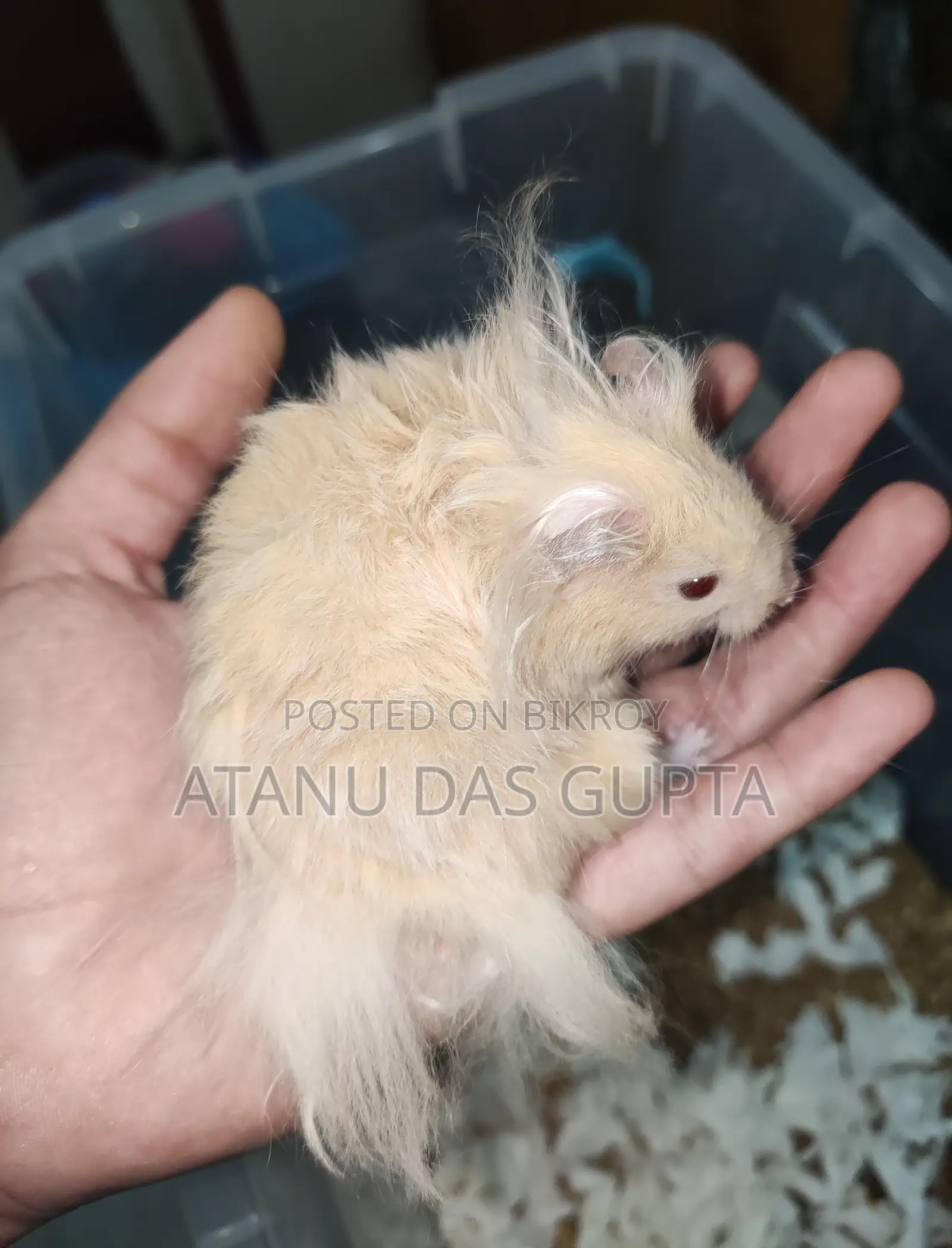 চট্টগ্রামে Syrian Hamster বিক্রি হবে – Healthy Active