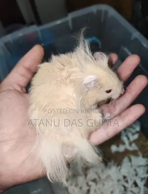 চট্টগ্রামে Syrian Hamster বিক্রি হবে – Healthy Active