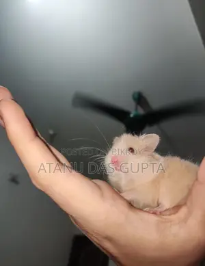 চট্টগ্রামে Syrian Hamster বিক্রি হবে – Healthy Active