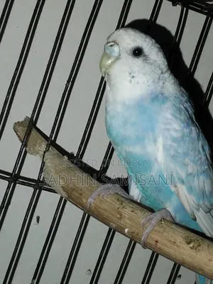 Budgie Bird, Just Hand Tame. With Premium Quality Seed Mix.