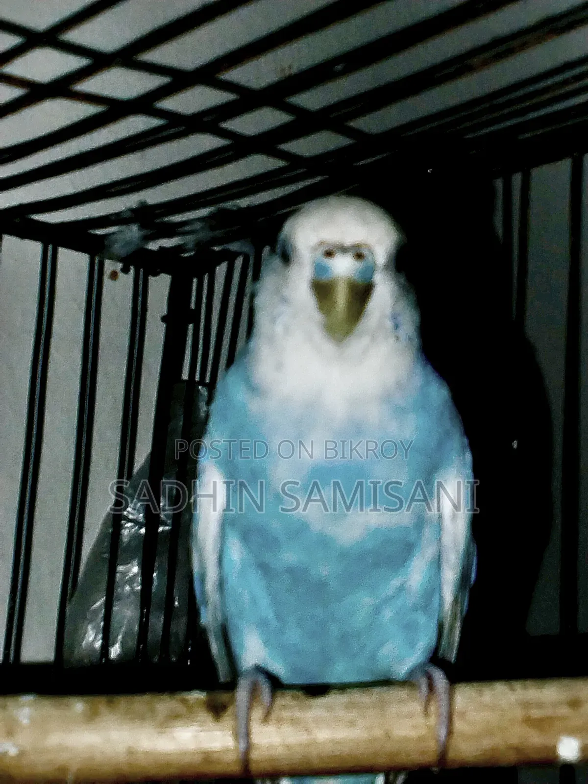 Budgie Bird, Just Hand Tame. With Premium Quality Seed Mix.