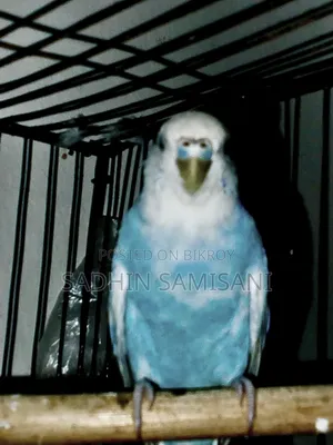 Budgie Bird, Just Hand Tame. With Premium Quality Seed Mix.