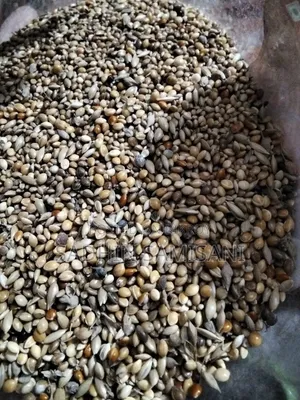 Budgie Bird, Just Hand Tame. With Premium Quality Seed Mix.