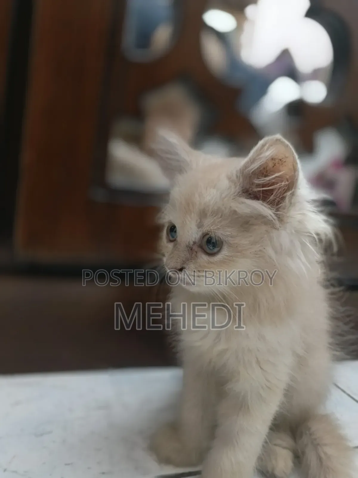 ১-৩ মাসের ফিমেল পিওরব্রেড পার্সিয়ান