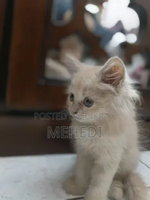 ১-৩ মাসের ফিমেল পিওরব্রেড পার্সিয়ান