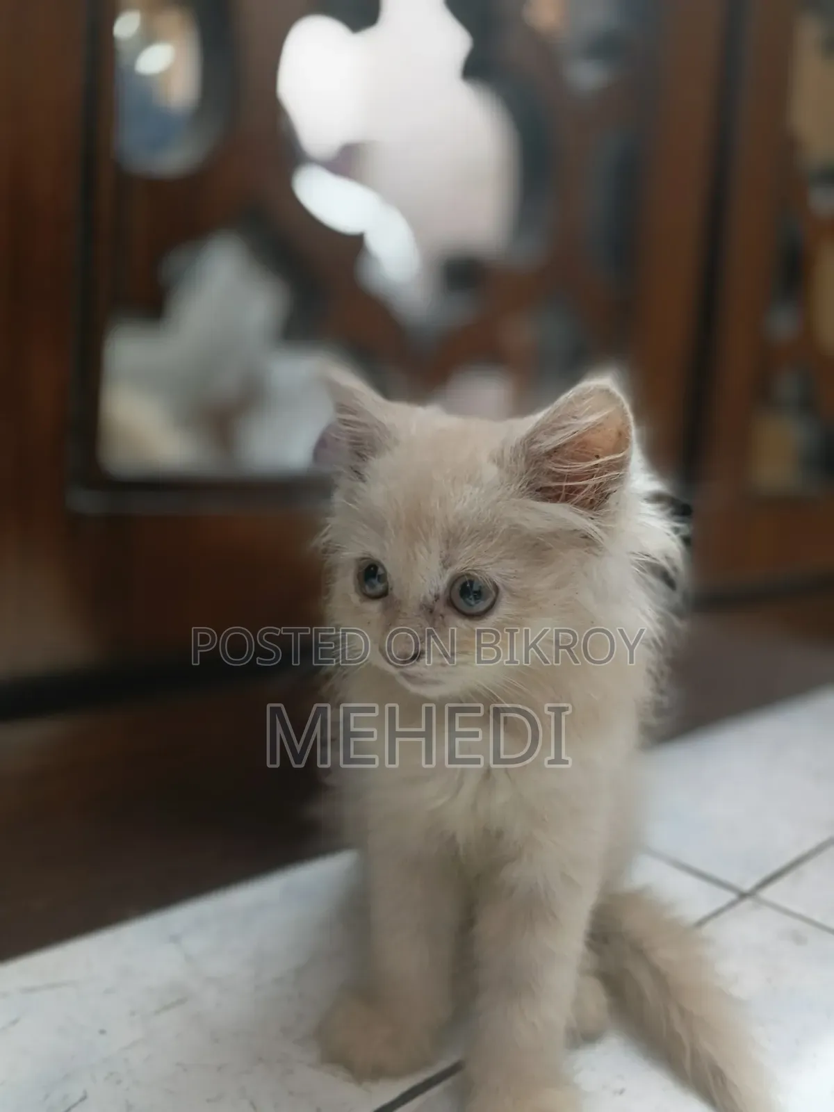 ১-৩ মাসের ফিমেল পিওরব্রেড পার্সিয়ান
