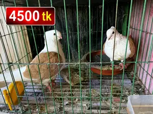 কবুতর (Kobutor)
