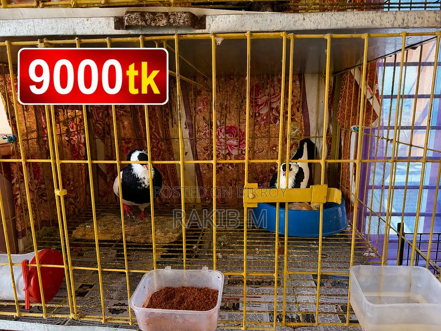 কবুতর (Kobutor)