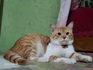 3-6 Months Male Mixed Breed Tabby