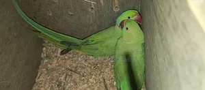টিয়া পাখি