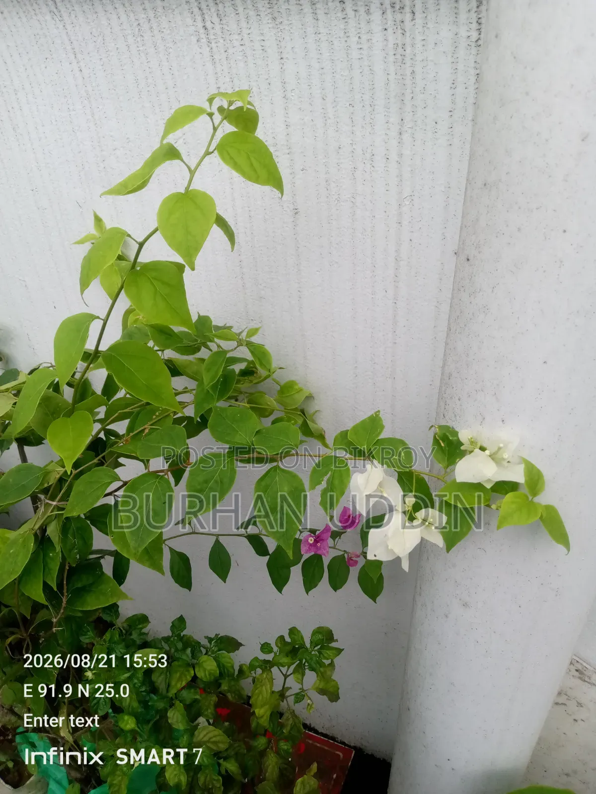 Large size Bougainvillea for sale.