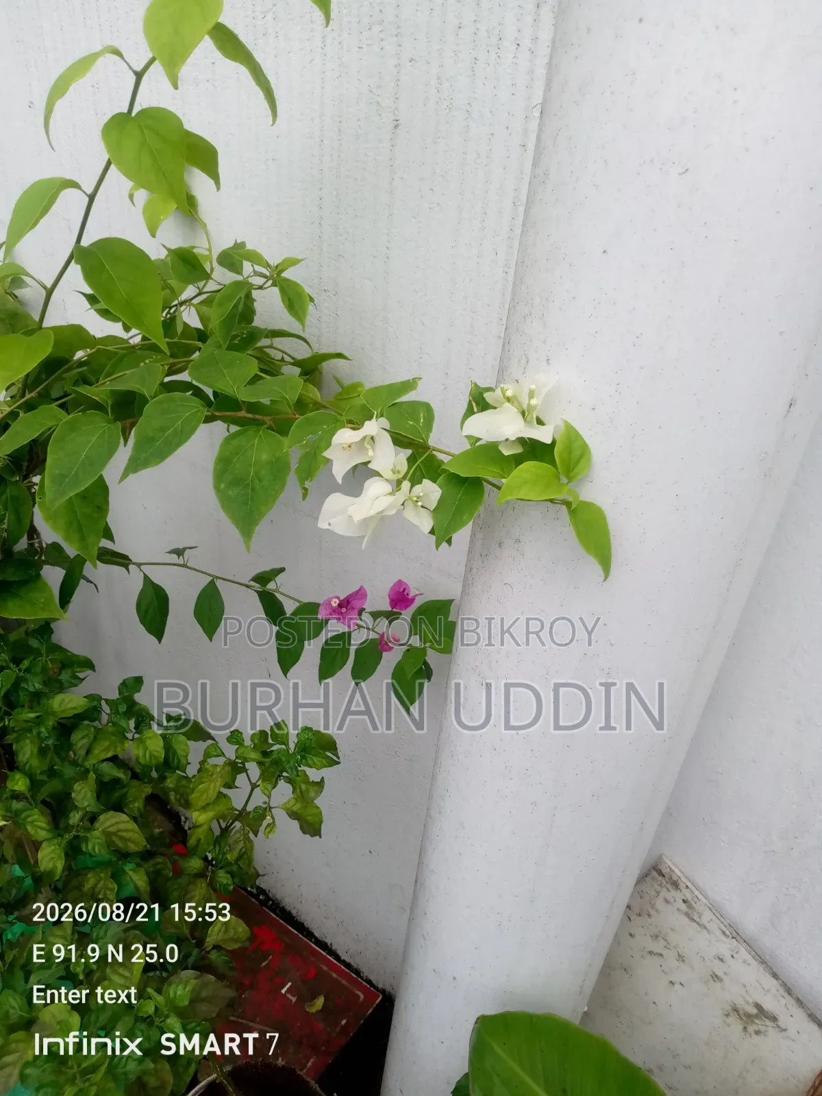 Large size Bougainvillea for sale.
