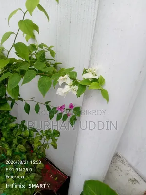 Large size Bougainvillea for sale.