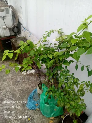 Large size Bougainvillea for sale.
