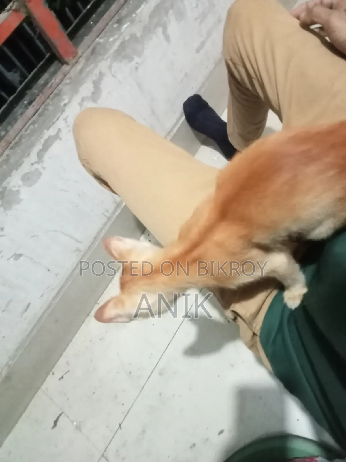 ১-৩ মাসের স্ত্রী খাঁটি জাতের বেঙ্গল