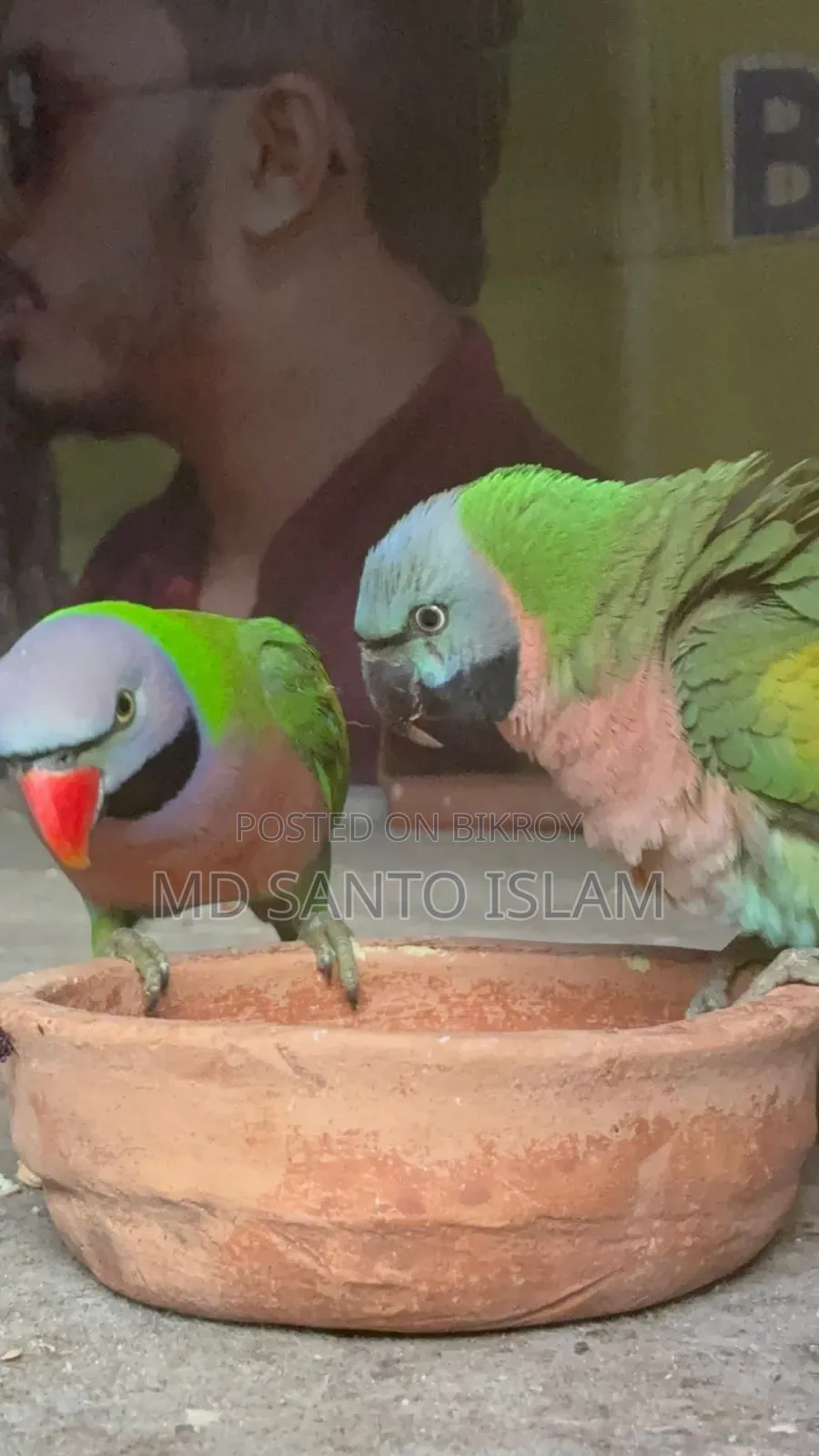 টিয়া পাখি