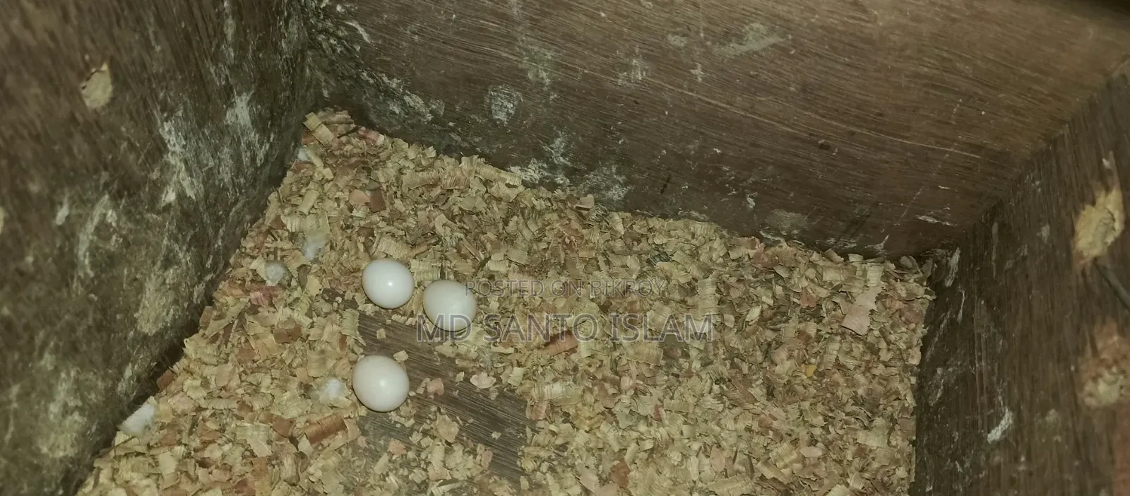 টিয়া পাখি