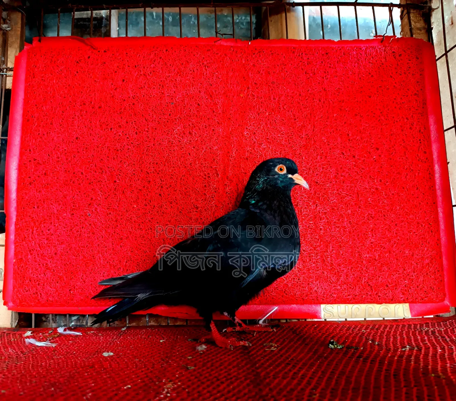 Myna Beak Adult Female