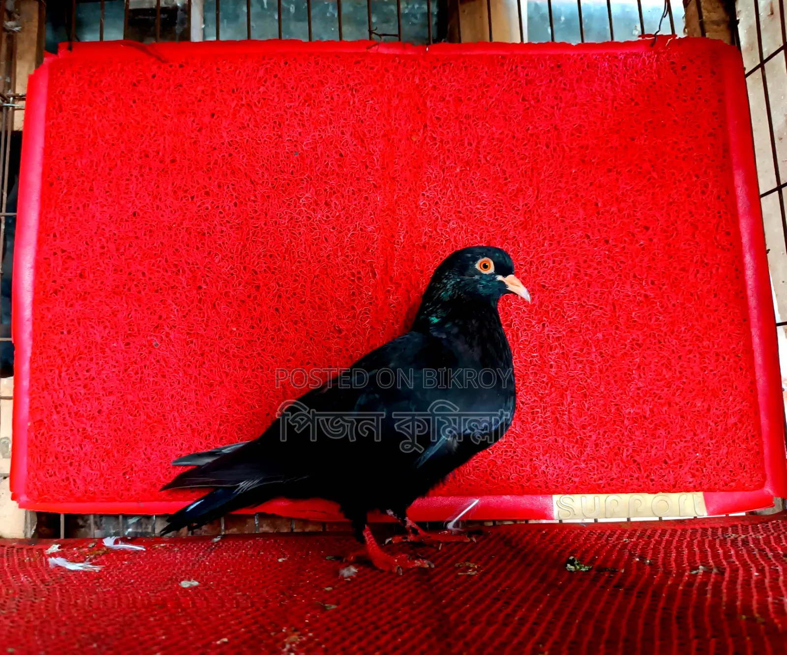 Myna Beak Adult Female