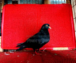Myna Beak Adult Female