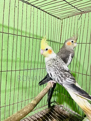 কোকাটেল বেবি ককটেল
