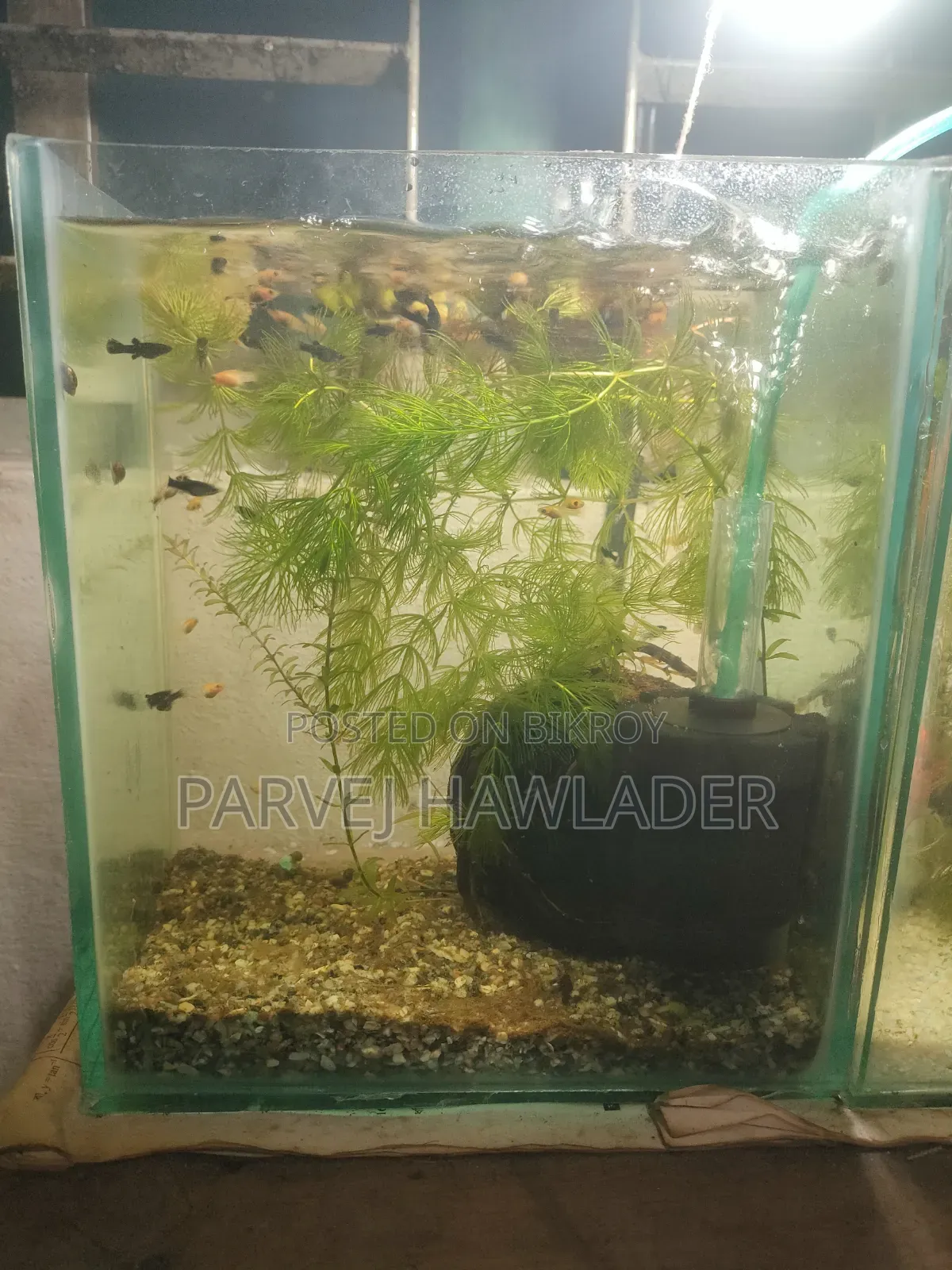 Molly Fish and Aquarium