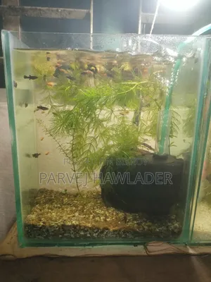 Molly Fish and Aquarium