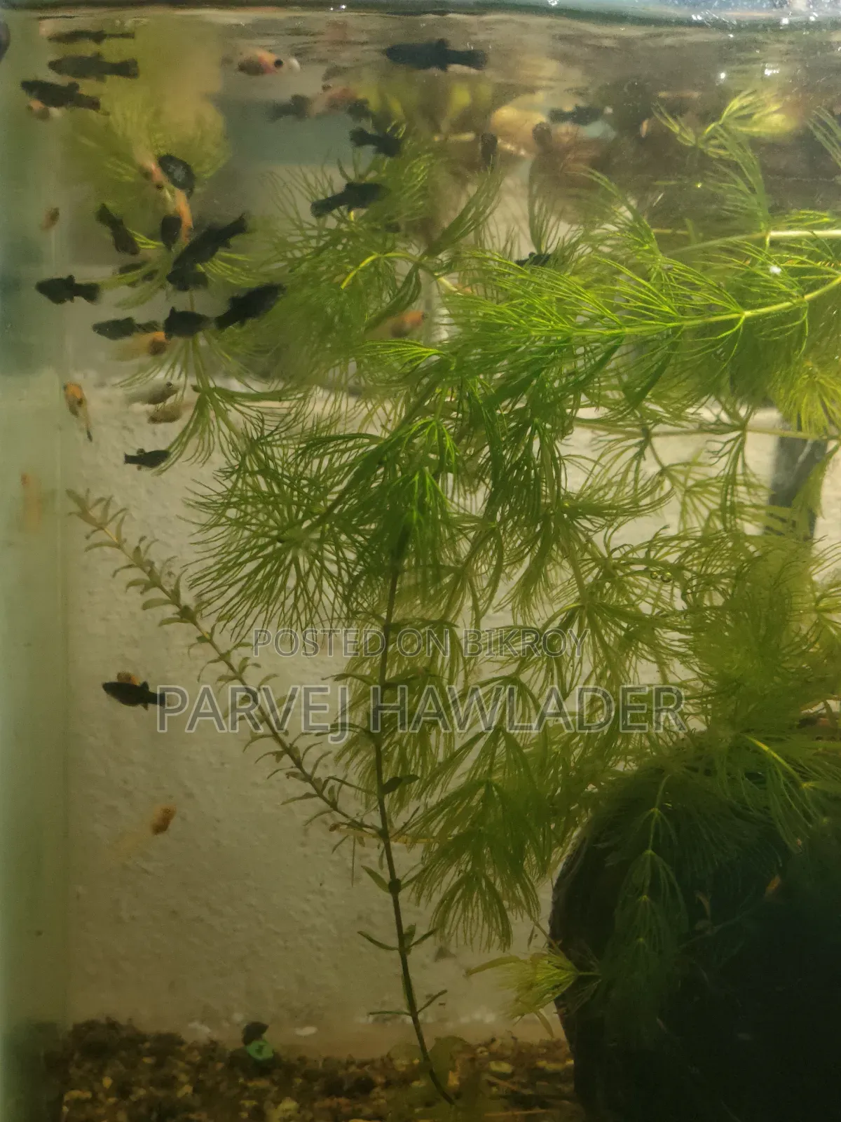 Molly Fish and Aquarium